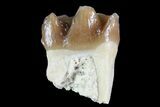 Oligocene Horse (Mesohippus) Tooth - South Dakota #73647-1